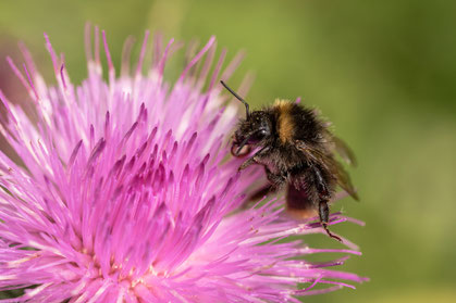 Mariendistel, Hummel