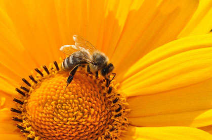 Ein Meter für Bienen (Petra Blume)