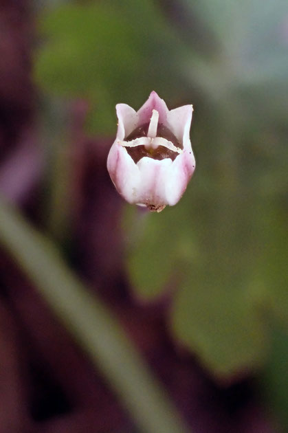 ヒメニラの雌花　　まだ見たことがない雄花は黄色い葯を持つ