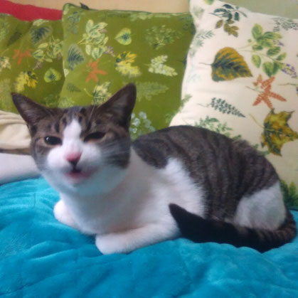 猫 ネコ ネコ 仔猫 子猫 お留守番 あいさつ ペットシッター キャットシッタ― 大田区 川崎