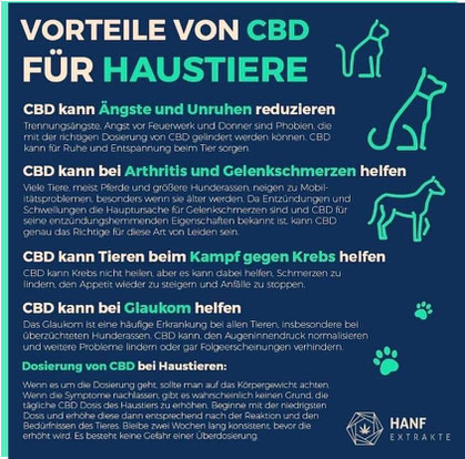 Vorteile von CBD für Haustere - HempMate Vital Team Vertriebspartner