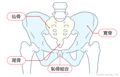 骨盤の形成