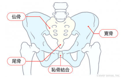 骨盤の形成イラスト