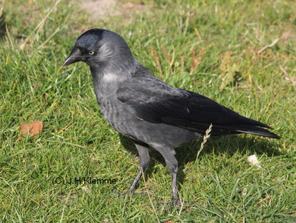 Dohle (Coloeus monedula). Geselliger Brutvogel an Felswänden, alten Gebäuden mit Nischen, in Parks mit altem Baumbestand, etc. Im Bild ein adulter Vogel bei der Nahrungssuche auf einer Wiese [Oktober]