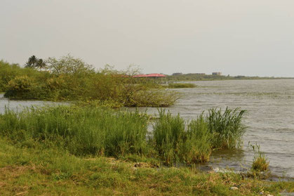 Üppige Vegetation am Ufer des Sees