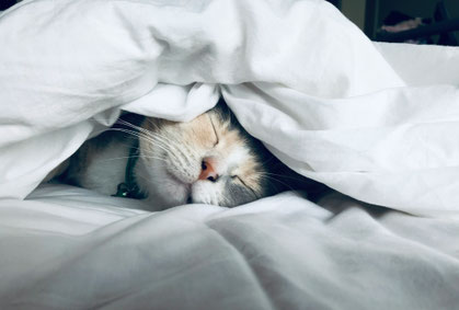 Foto von Kate Stone Matheson auf Unsplash