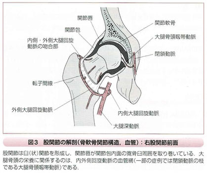 股関節の解剖