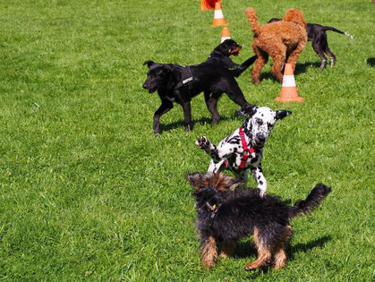 Mehrere junge Hunde unterschiedlicher Rassen spielen auf einer grünen Wiese neben orange-weißen Hütchen.