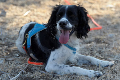 hechelnder Hund liegend