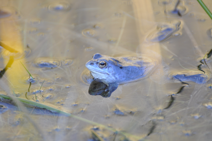 Ein Moorfrosch mit bläulicher Färbung, der im Wasser sitzt. Er befindet sich in der Mitte des Bildes.