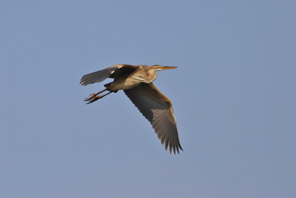 Ein Purpurreiher im Flug