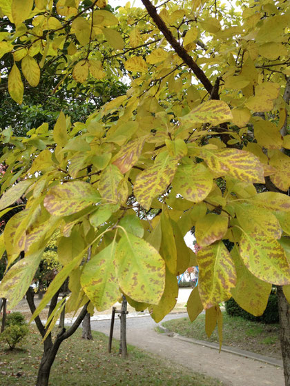 紅葉シリーズ番外編】 今、紅葉の綺麗な街路樹はこれだよ