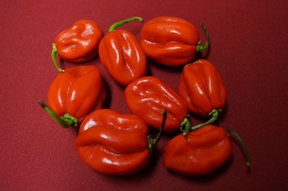 Habanero Chilis von Lovely, Sweet Chili