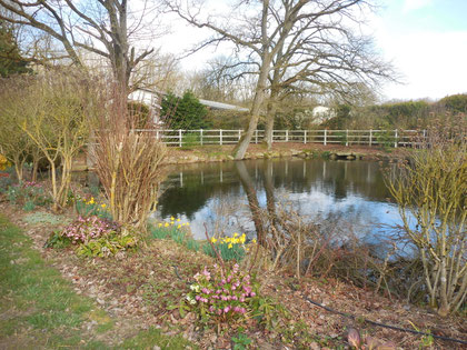 une mare, un bassin, un lac, que d'eau dans ce joli coin avec les premières jonquilles