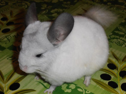 White ebony light. Agradecimientos a Victor y Jose (FairyChinchilla).