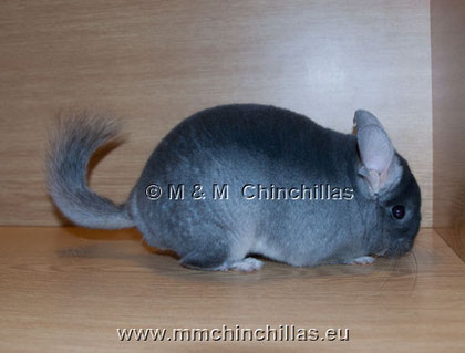 Fuente: http://www.mmchinchillas.eu/o_cincilach_en.html