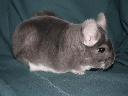 Criador: Elevage Chincholla