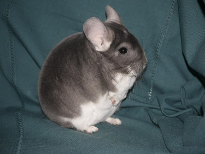 Criador: Elevage Chincholla