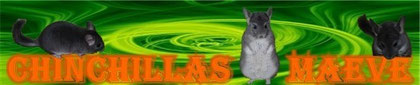 Chinchillas Maeve