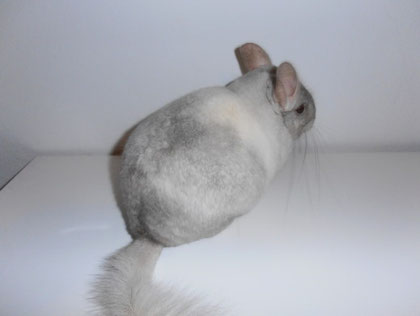 Usagi. Agradecimientos a Victor y Jose (FairyChinchillas).