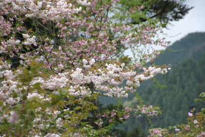 八重桜
