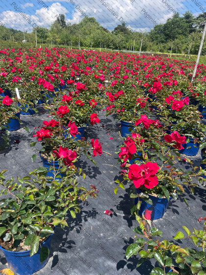 Producteurs Décorosiers et Rosiers