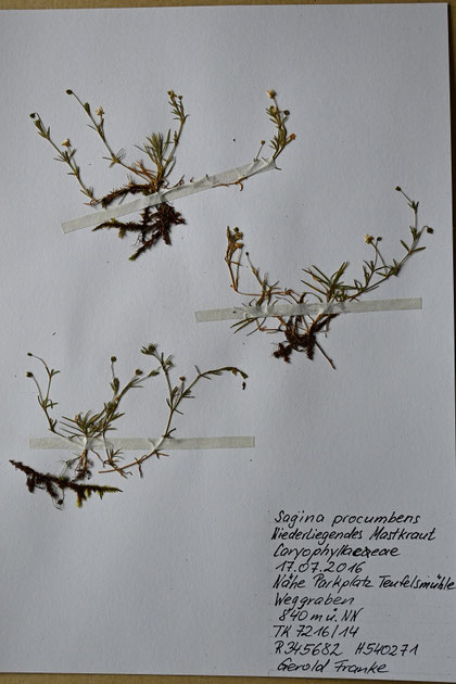 Niederliegendes Mastkraut - Sagina procumbens; Nordschwarzwald in Nähe Teufelsmühle (G. Franke, 17.07.2016)