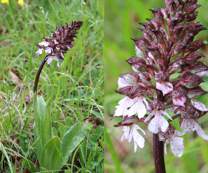 Orchis purpurea (Gerold Franke)