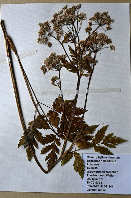 Behaarter Kälberkropf - Chaerophyllum hirsutum; Waldwegrand zwischen Auerbach und Weiler (G. Franke, 15.05.2005)