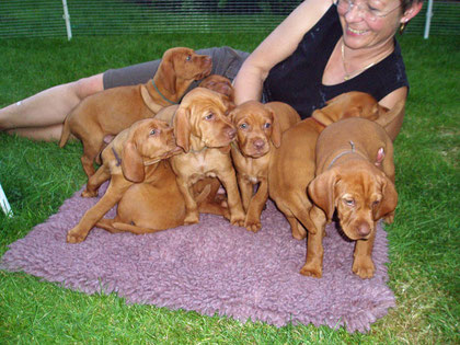 A-Wurf Vizsla zu Barbrake