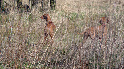 Tarnfarbe des Magyar Vizsla