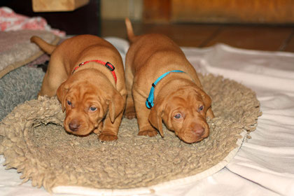 4 Wochen alte Welpen aus dem D-Wurf Vizsla zu Barbrake