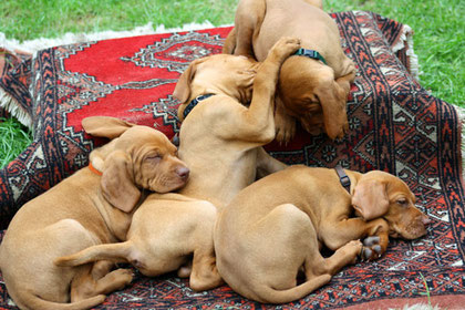 C-Wurf Vizsla zu Barbrake