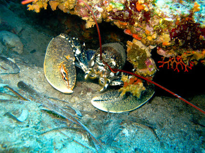 Scuba diving villefranche