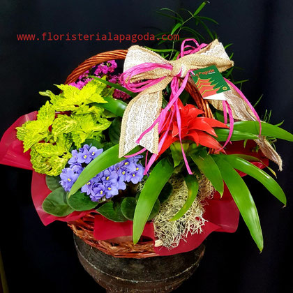 Cesta de plantas mediana desde 60€