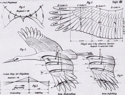 Unsere Lehrmeister im Fluge von Otto Lilienthal, 1889