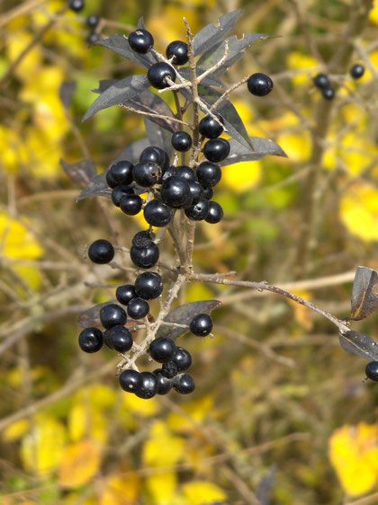 Herbst-Zauber