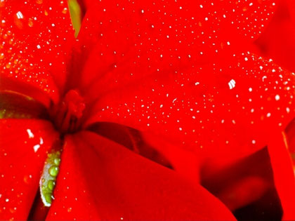 Macro Geranio