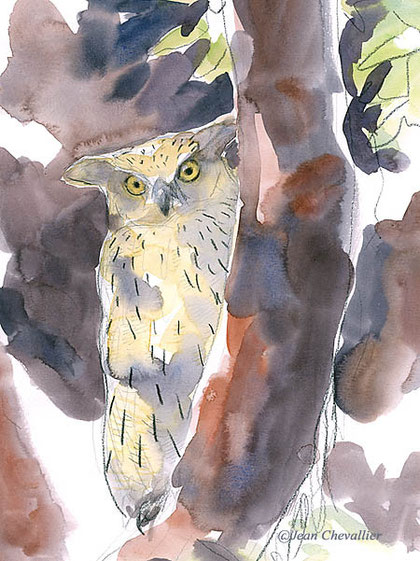 Ketupa (hibou pêcheur) aquarelle Jean Chevallier