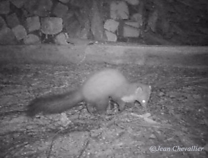 martes foina , stone marten