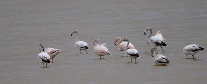 Flamant rose - Fleury (11) - 28/03/2009