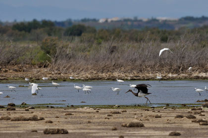 Cigogne noire - Fleury (11) - 18/06/2011