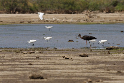 Cigogne noire - Fleury (11) - 18/06/2011