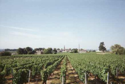 Vue sur le vignoble