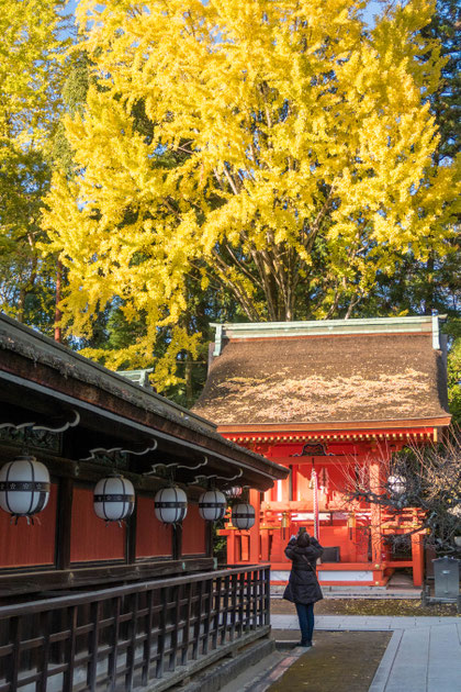 京都・北野天満宮の銀杏