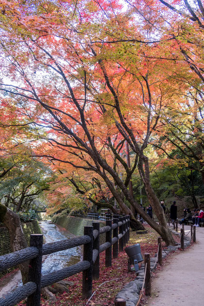 京都・北野天満宮の紅葉