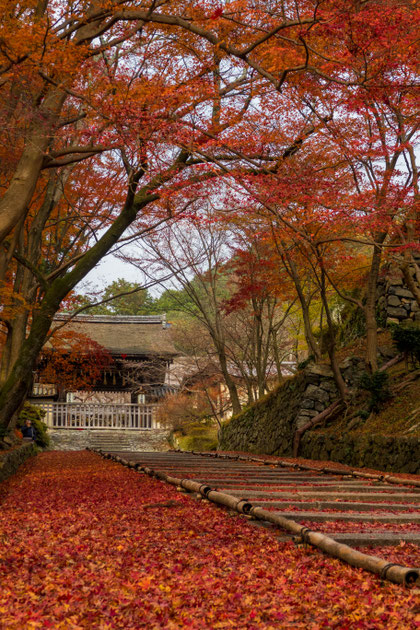 山科 毘沙門堂 敷き紅葉　階段