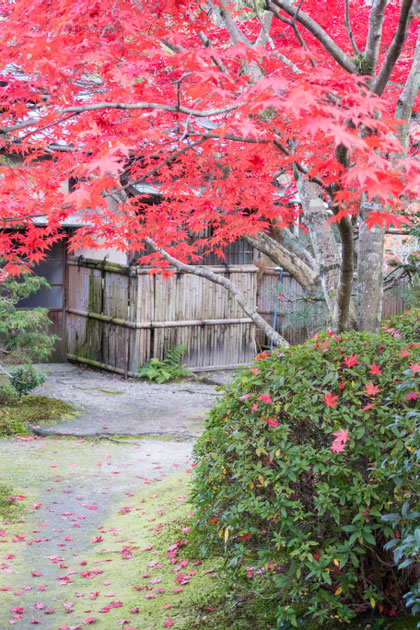 京都京田辺 一休寺の紅葉