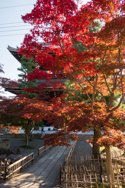 京都・金戒光明寺紅葉