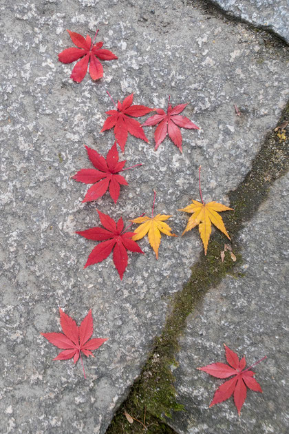 京都京田辺 一休寺の紅葉